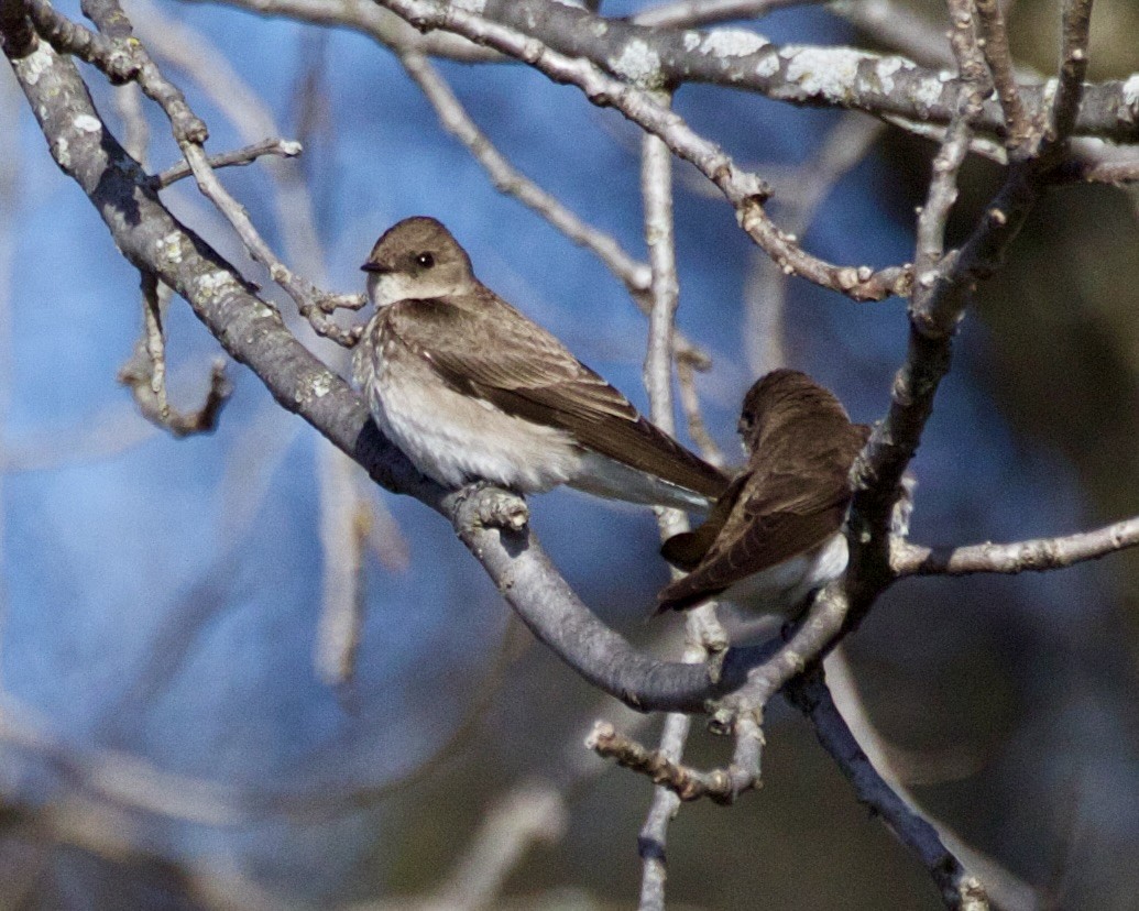 Northern Rough-winged Swallow - Jack & Holly Bartholmai
