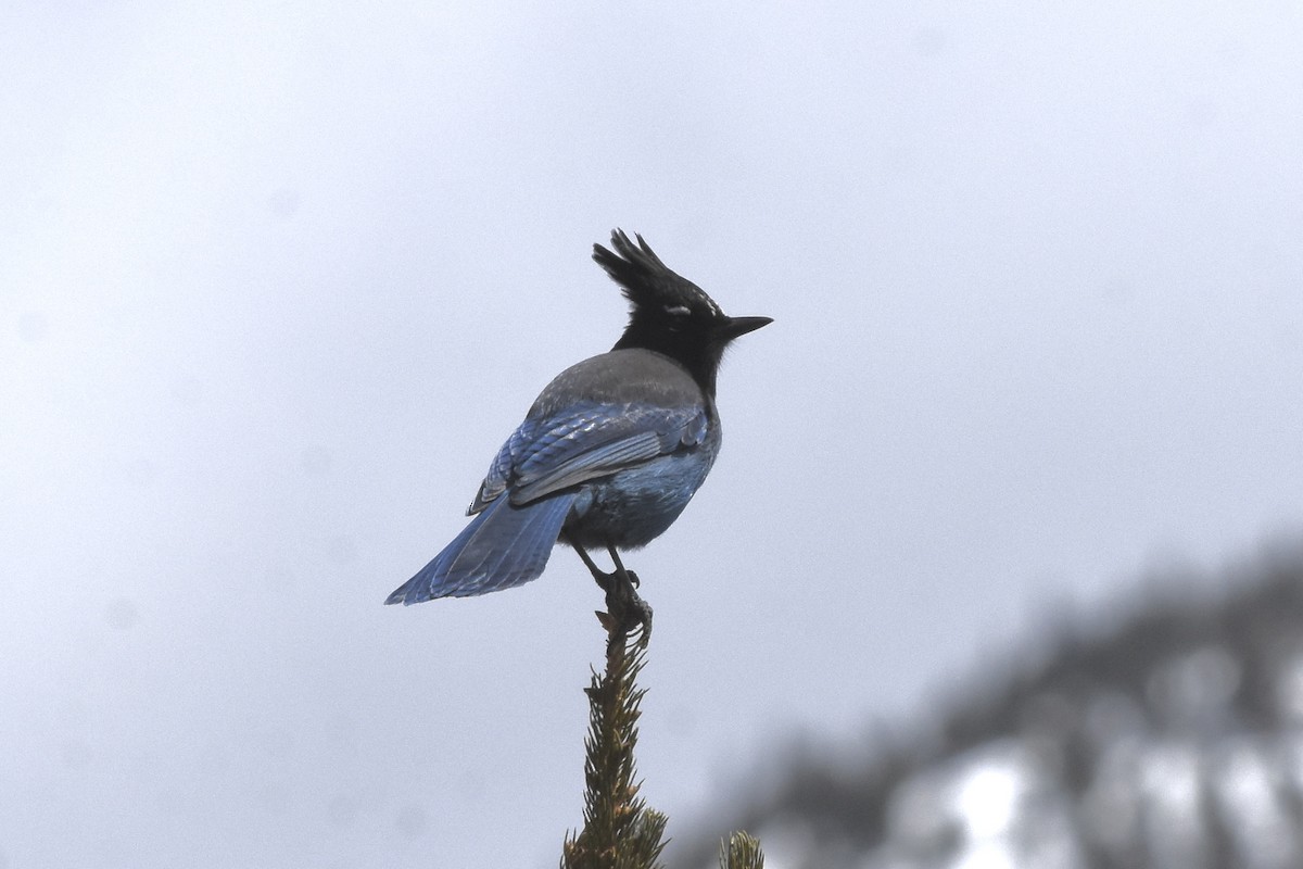 Steller's Jay - Kevin McGann