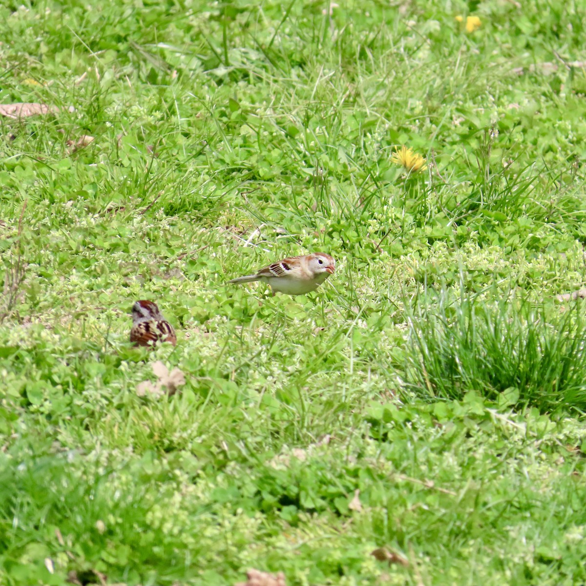 Field Sparrow - ML617151609