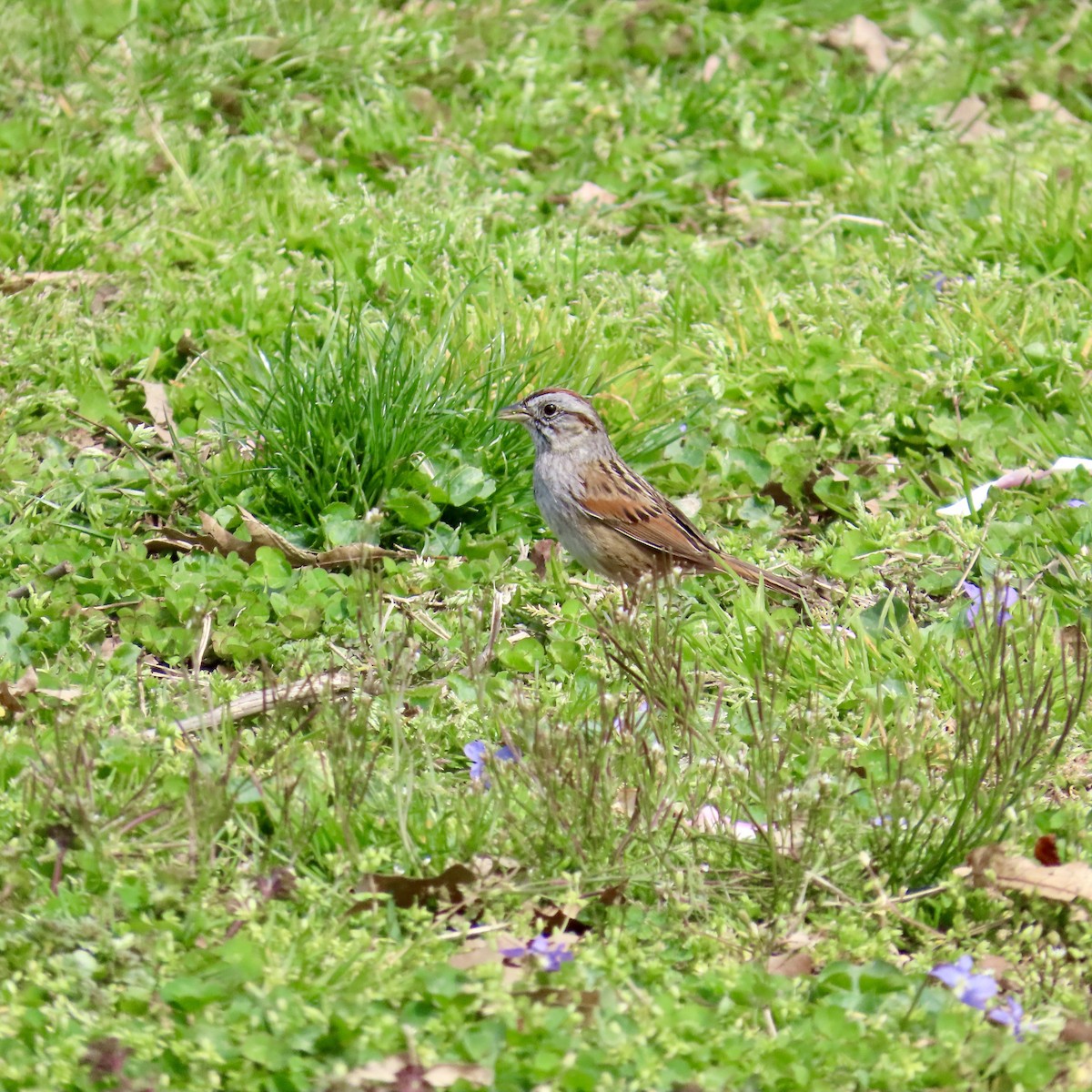Swamp Sparrow - ML617151627