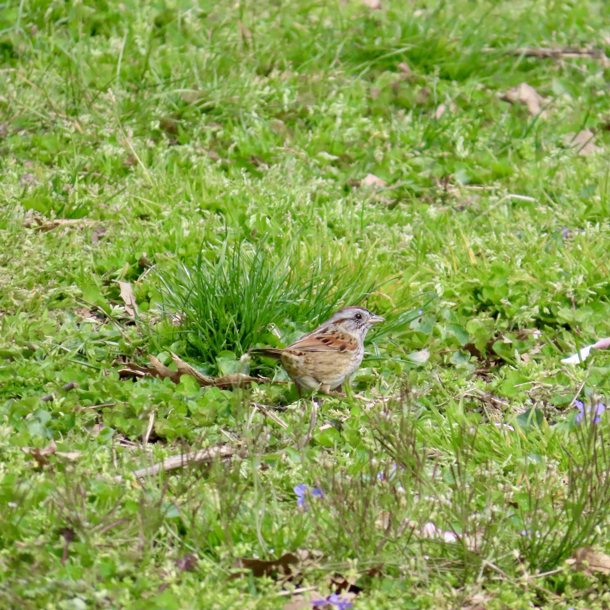Swamp Sparrow - ML617151641