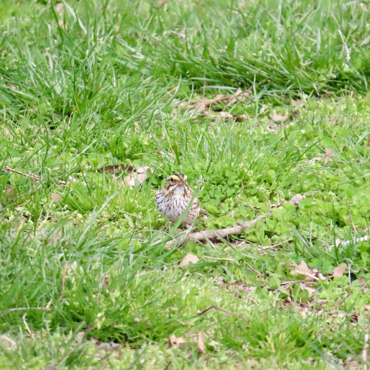 Savannah Sparrow - ML617151652