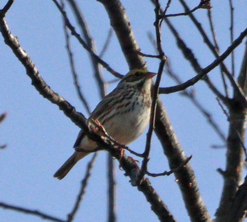 Savannah Sparrow - ML617151661