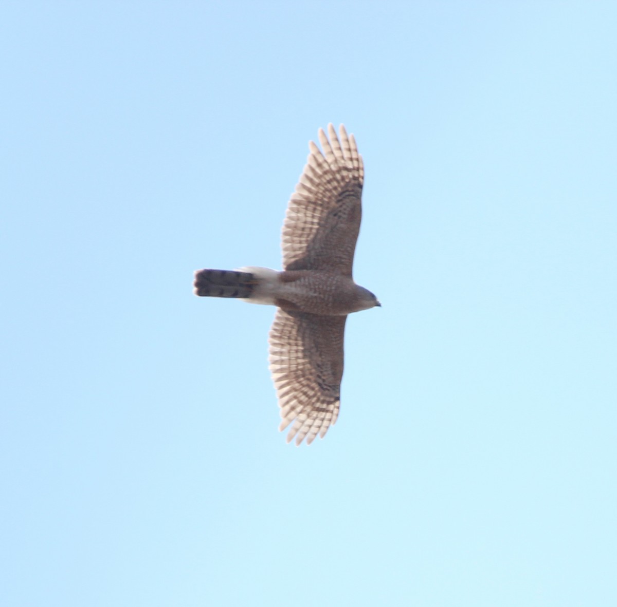 Cooper's Hawk - Gavin Rodning