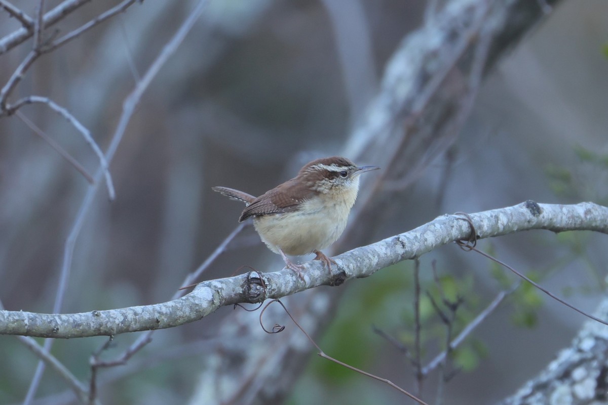 Carolina Wren - ML617151746