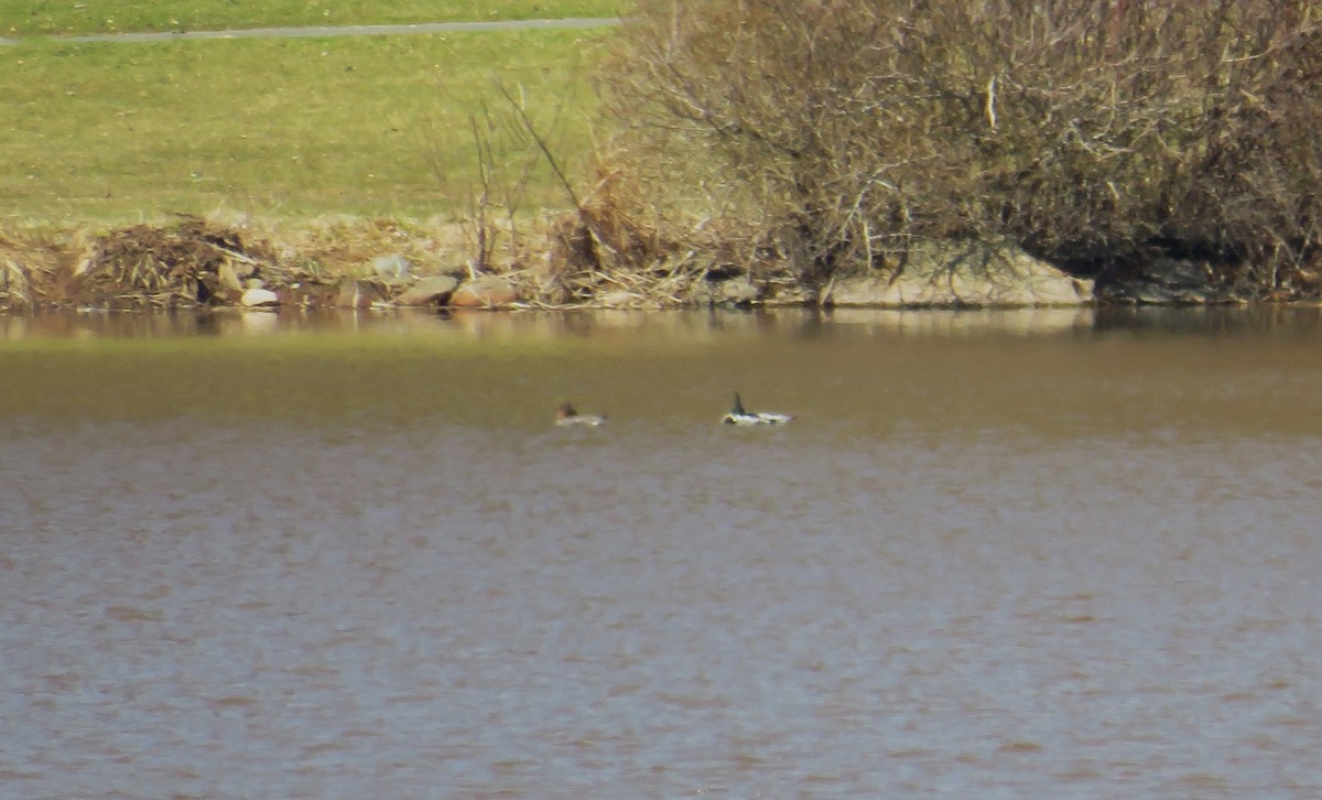 Red-breasted Merganser - John Haas