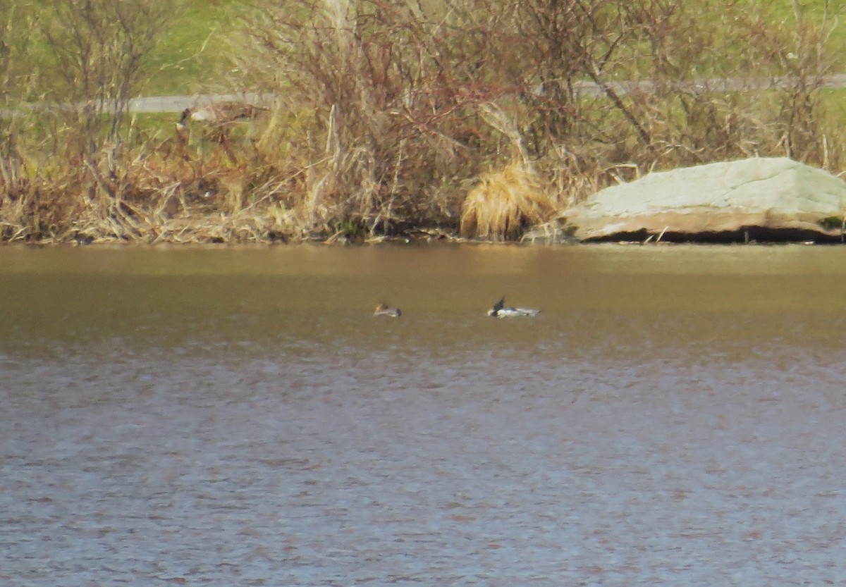 Red-breasted Merganser - John Haas