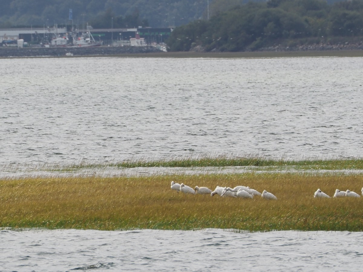 Eurasian Spoonbill - Mireia AF