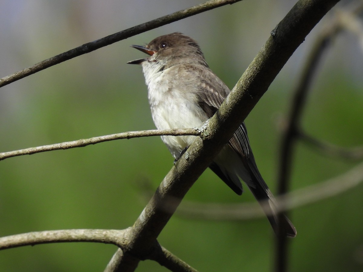 Eastern Phoebe - ML617151918