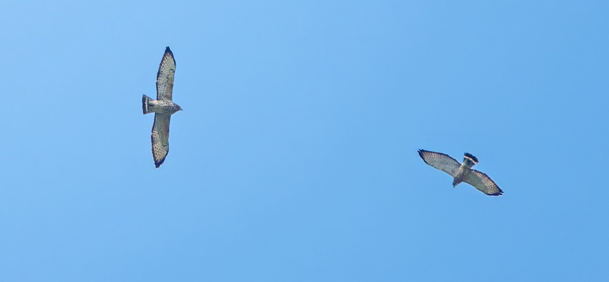 Broad-winged Hawk - Donald Sutherland