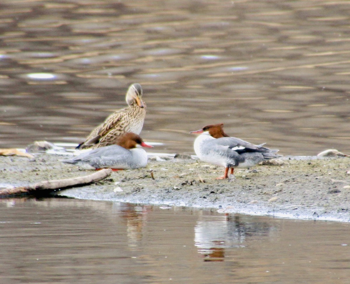 Common Merganser - ML617152061