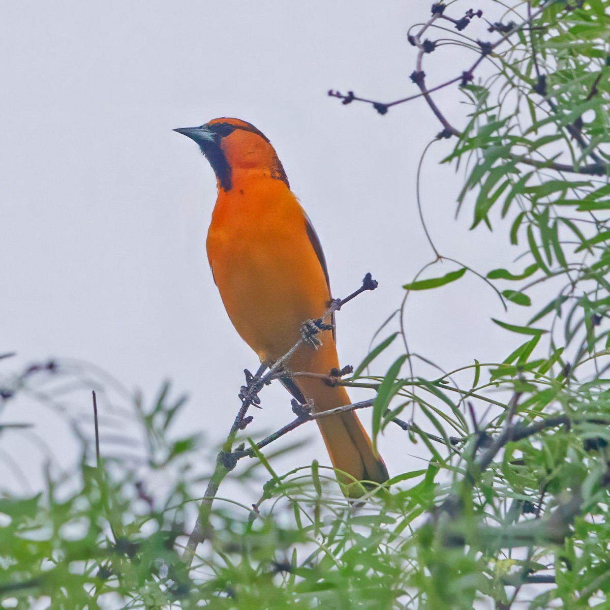 Bullock's Oriole - Donald Sutherland