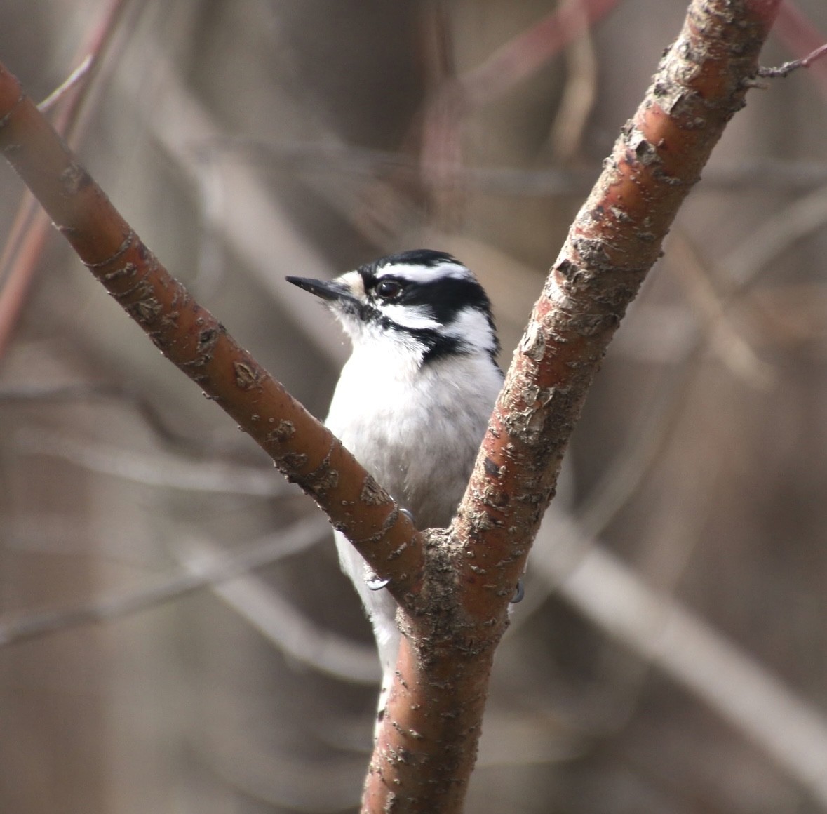 Downy Woodpecker - ML617152077