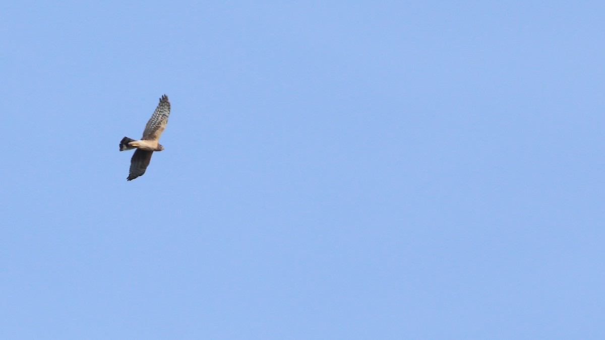 Northern Harrier - Alain P Tremblay 🦉