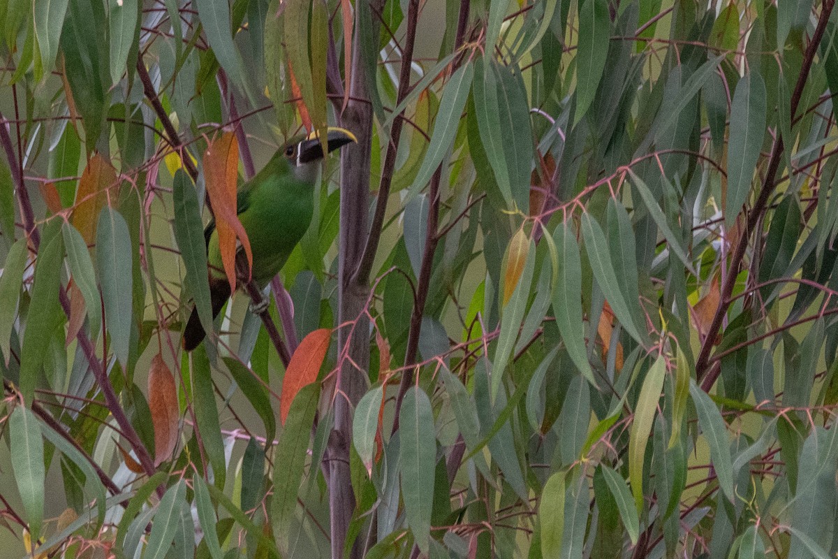 Southern Emerald-Toucanet (Gray-throated) - Frederico Crema Leis