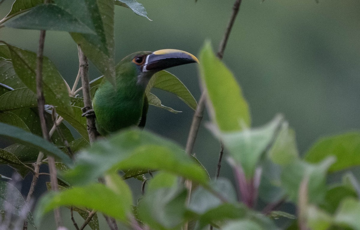 Southern Emerald-Toucanet (Gray-throated) - ML617152115