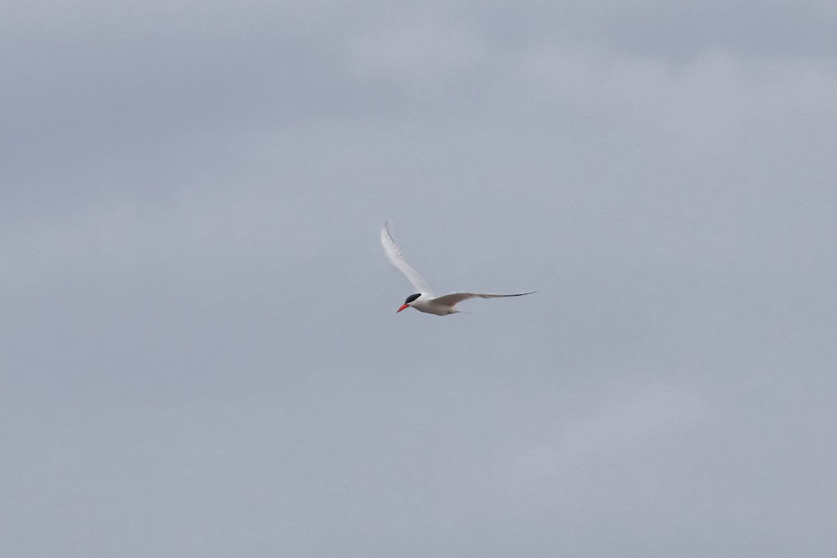 Caspian Tern - LEN OToole