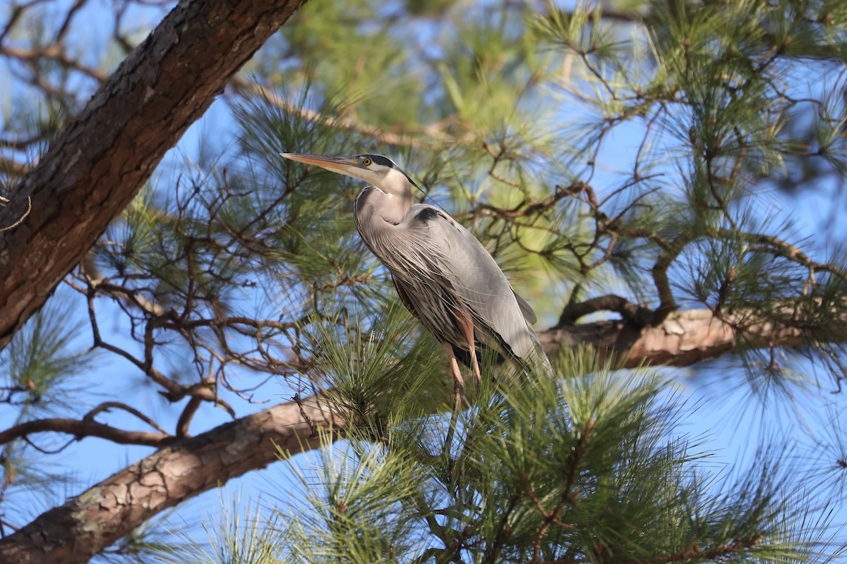 Great Blue Heron - ML617152212