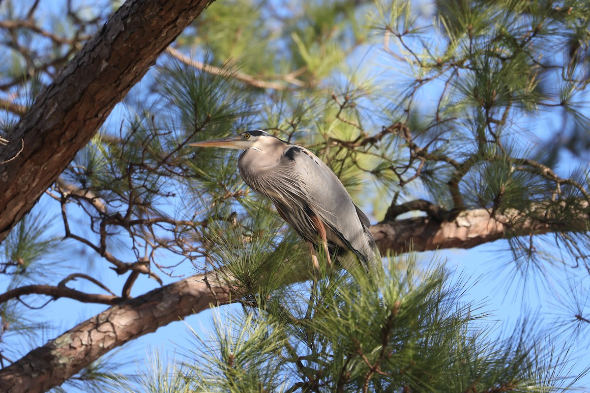 Great Blue Heron - ML617152213