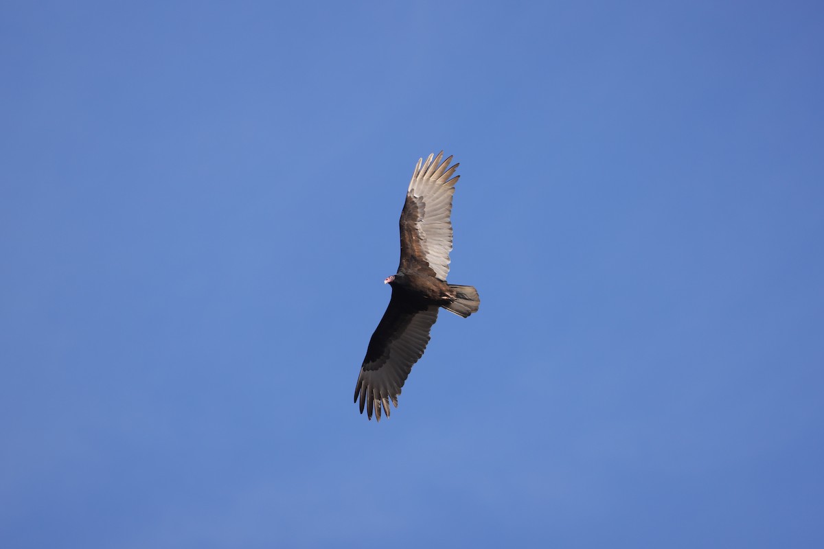 Turkey Vulture - ML617152217