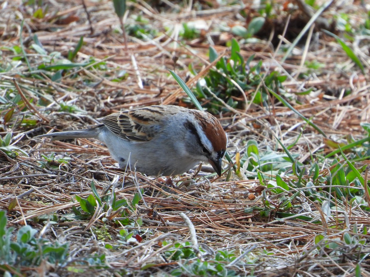Chipping Sparrow - ML617152235