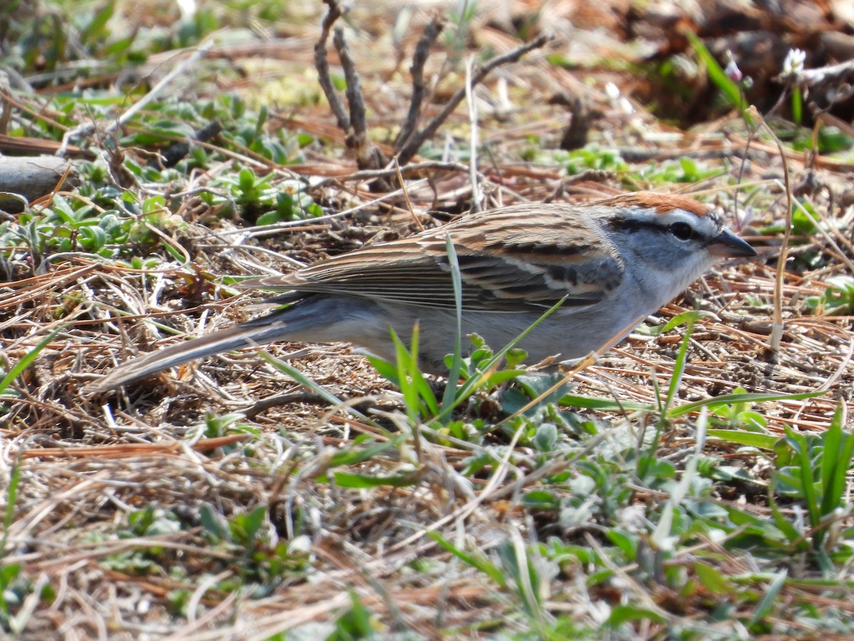 Chipping Sparrow - ML617152237