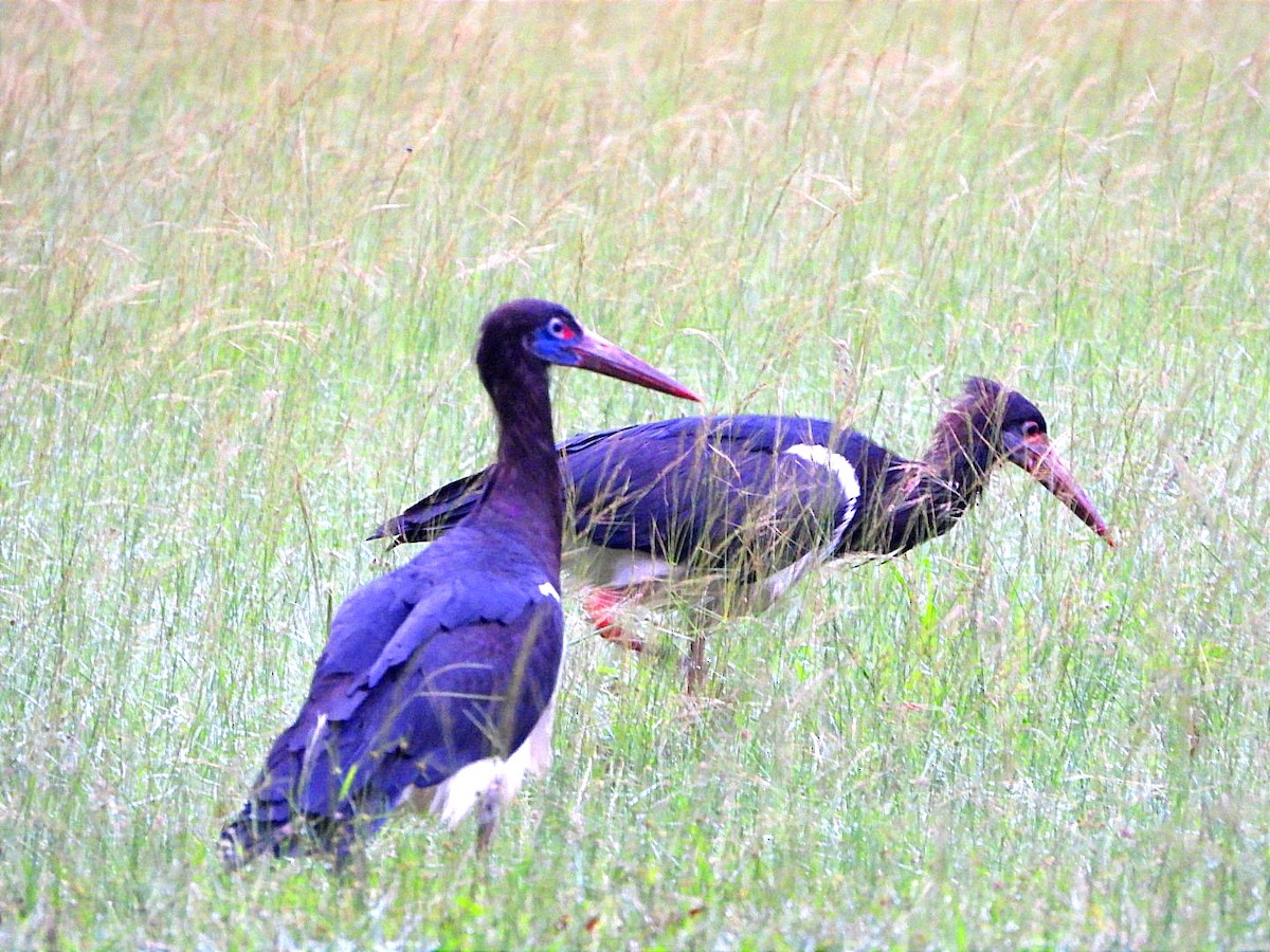 Abdim's Stork - ML617152247