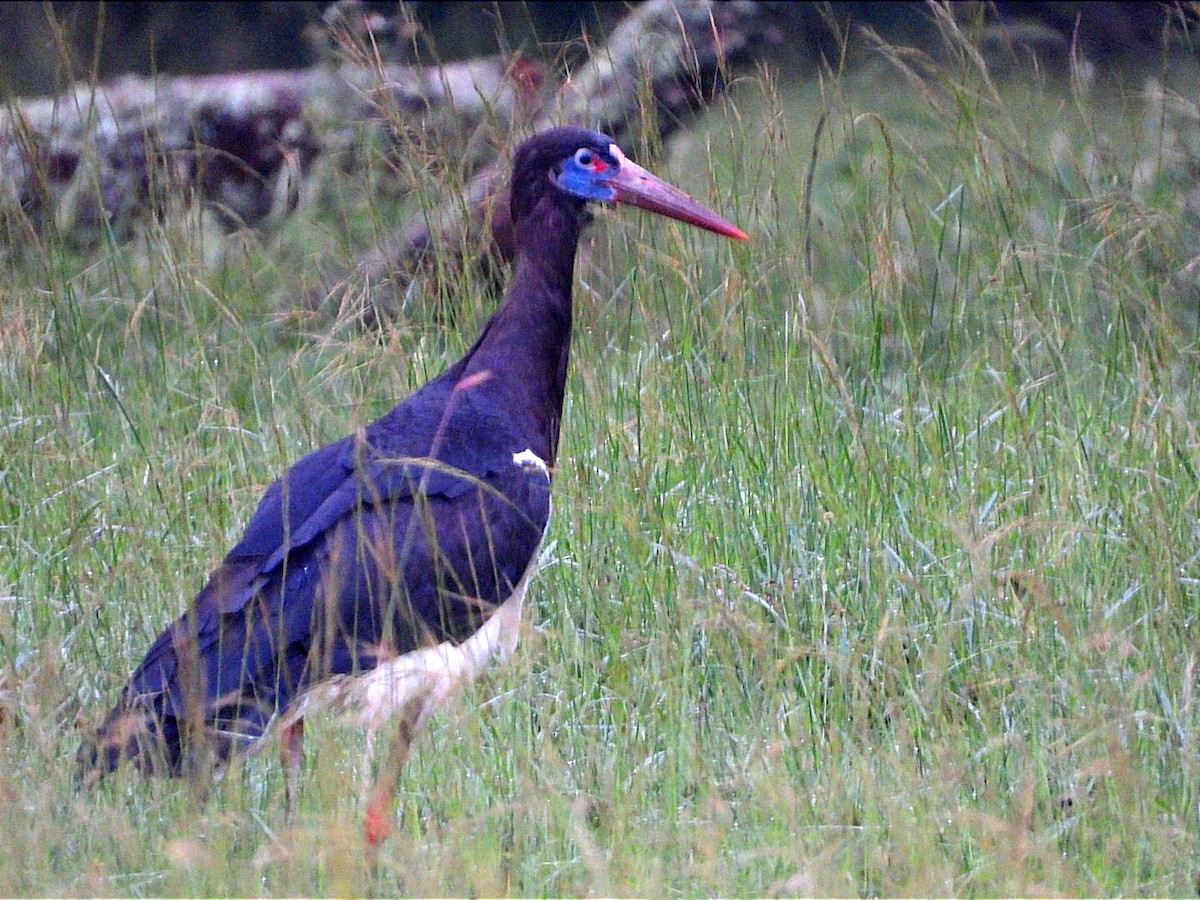 Abdim's Stork - Miiro David