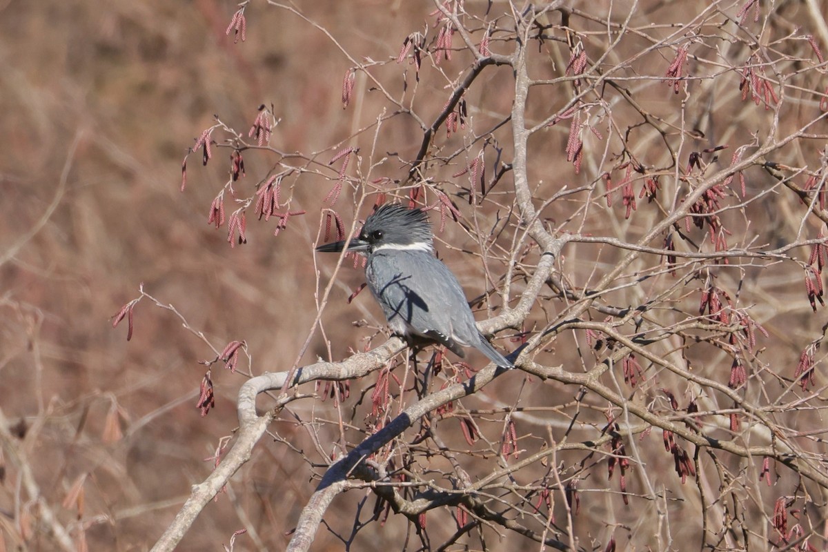 Belted Kingfisher - ML617152252