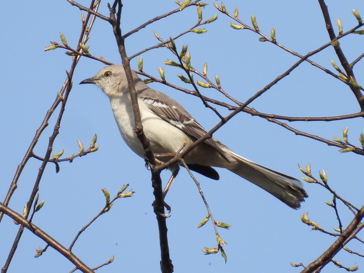 Northern Mockingbird - ML617152281