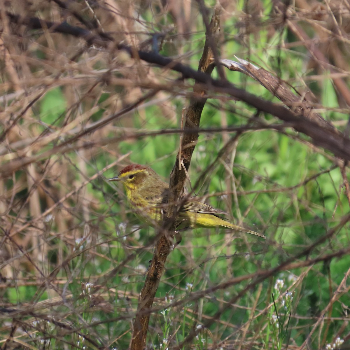 Palm Warbler (Yellow) - ML617152293