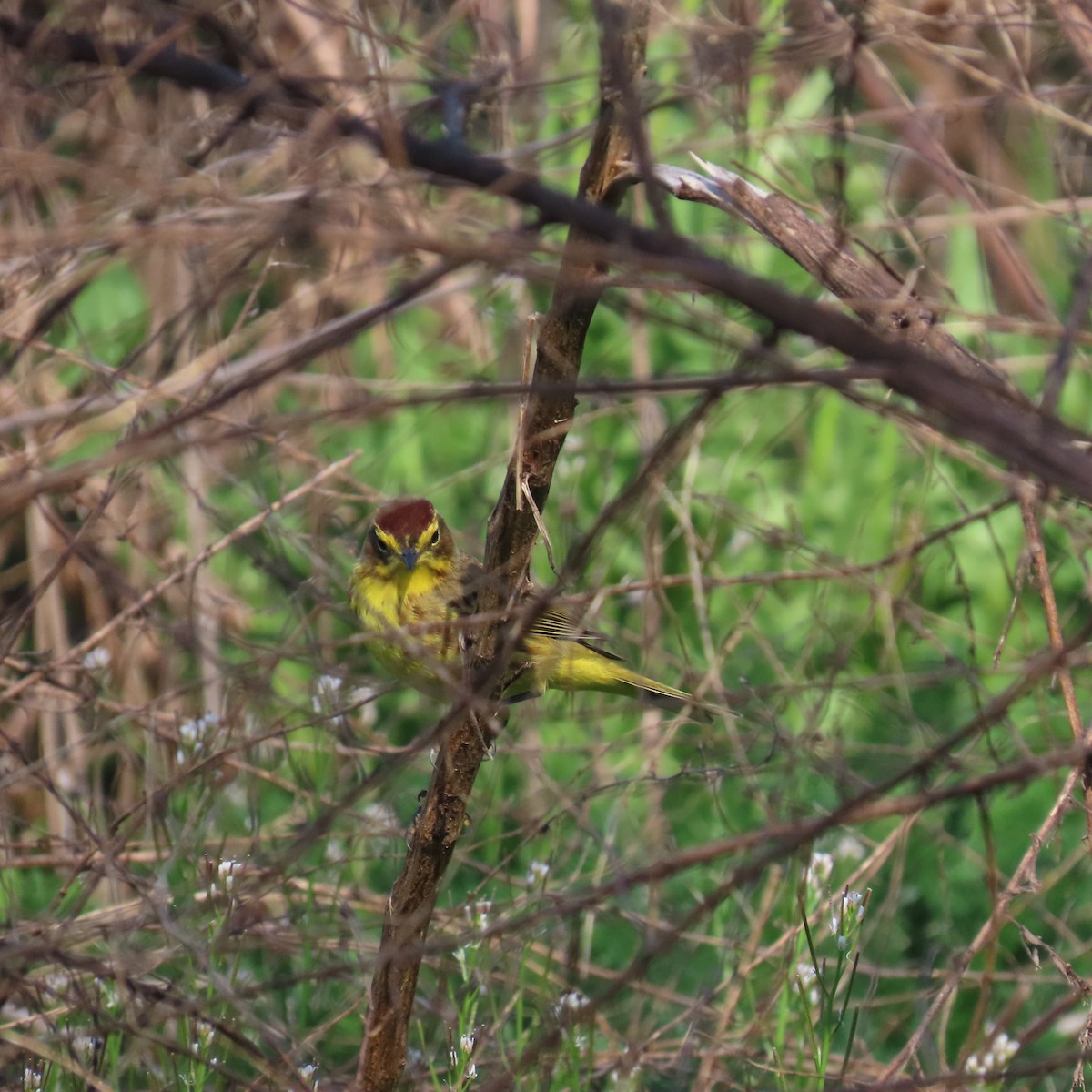 Palm Warbler (Yellow) - ML617152299