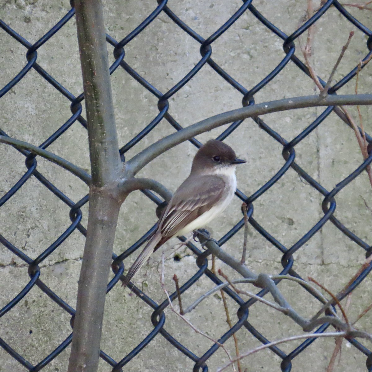 Eastern Phoebe - ML617152318