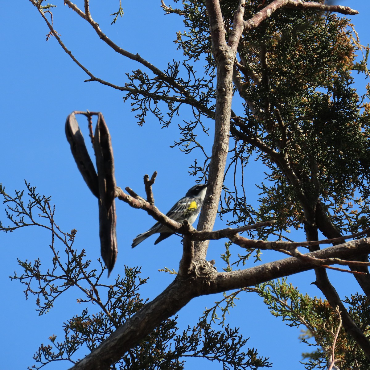 Yellow-rumped Warbler (Myrtle) - ML617152322