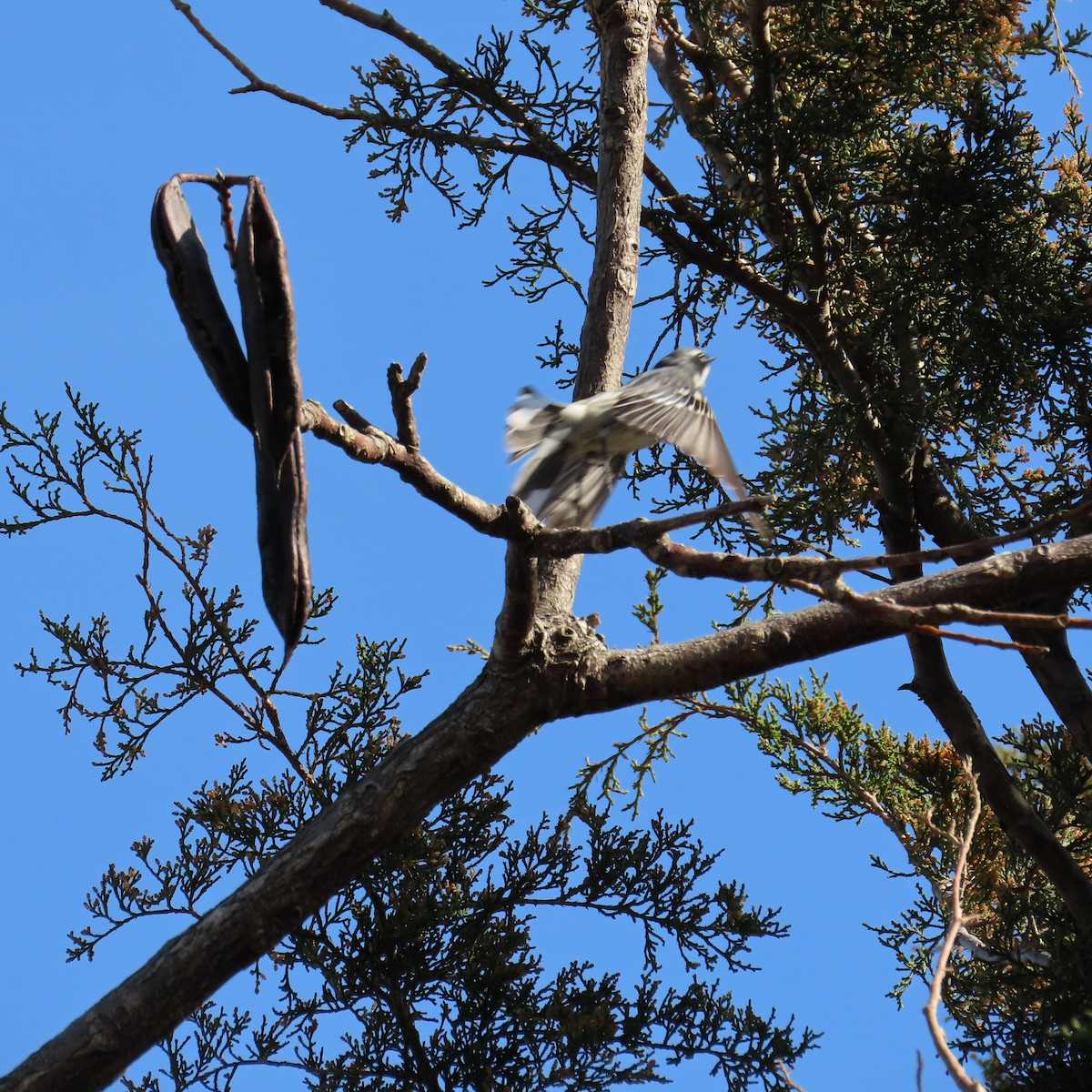 Yellow-rumped Warbler (Myrtle) - ML617152324