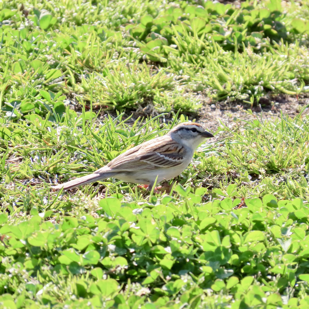 Chipping Sparrow - ML617152335