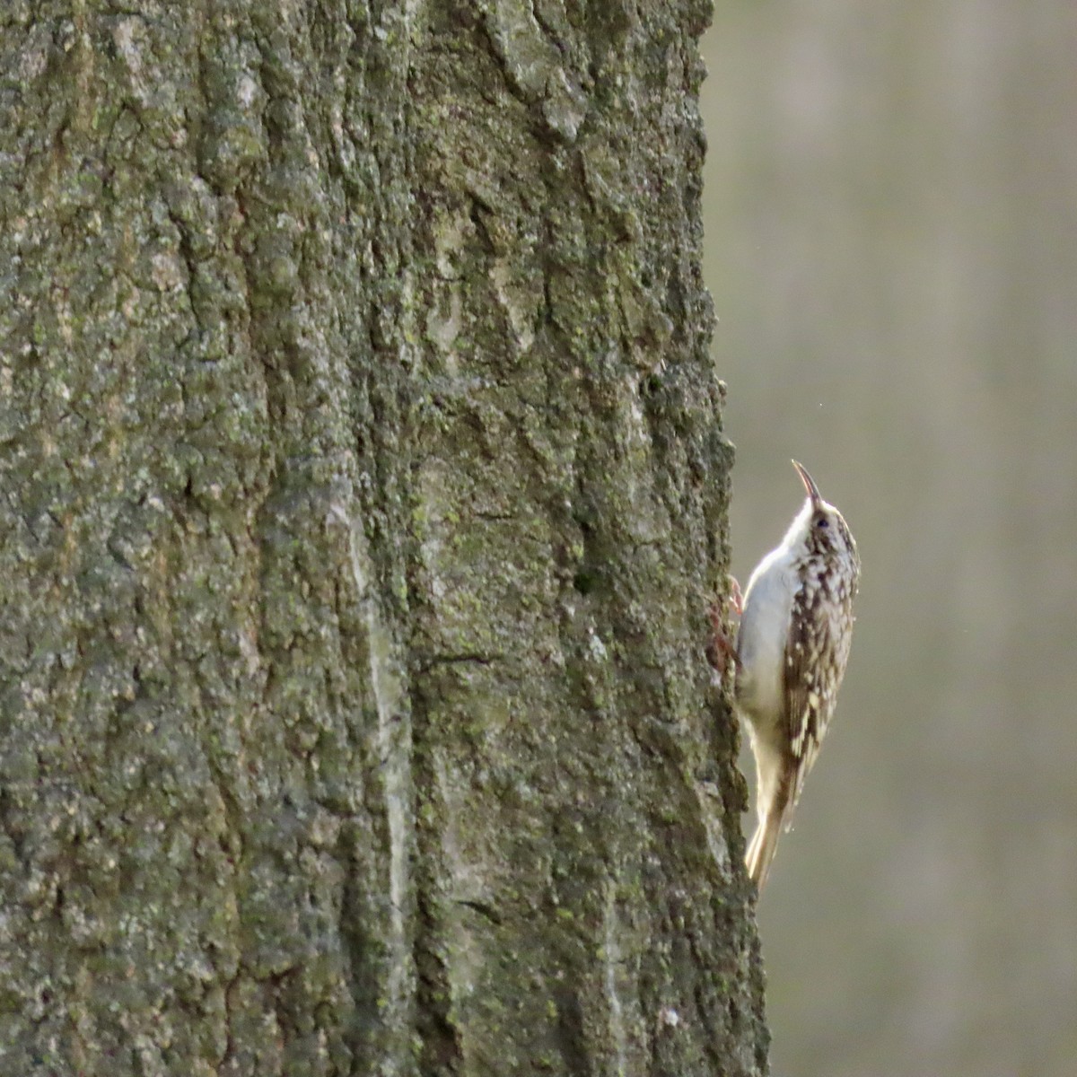 Brown Creeper - ML617152360