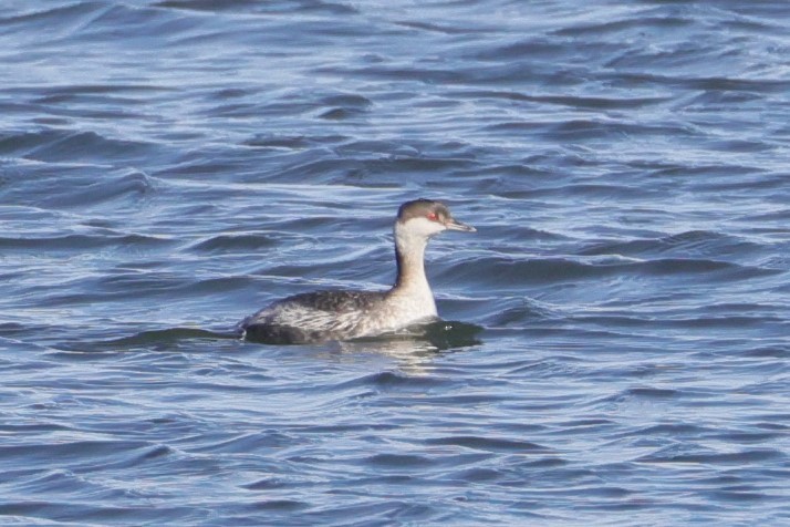 Horned Grebe - ML617152385