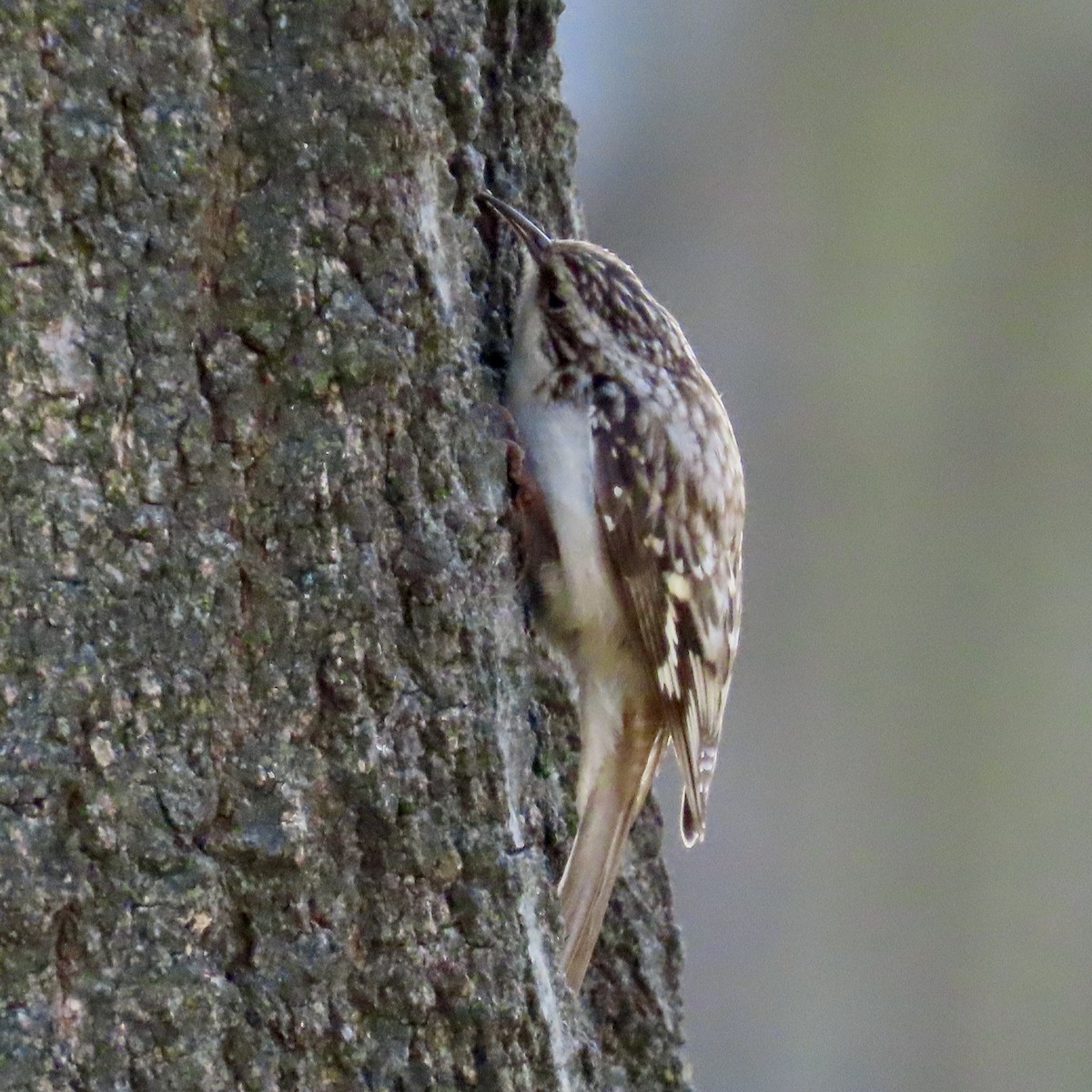 Brown Creeper - ML617152393