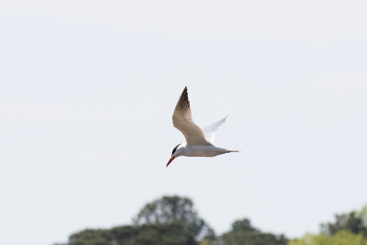 Caspian Tern - LEN OToole