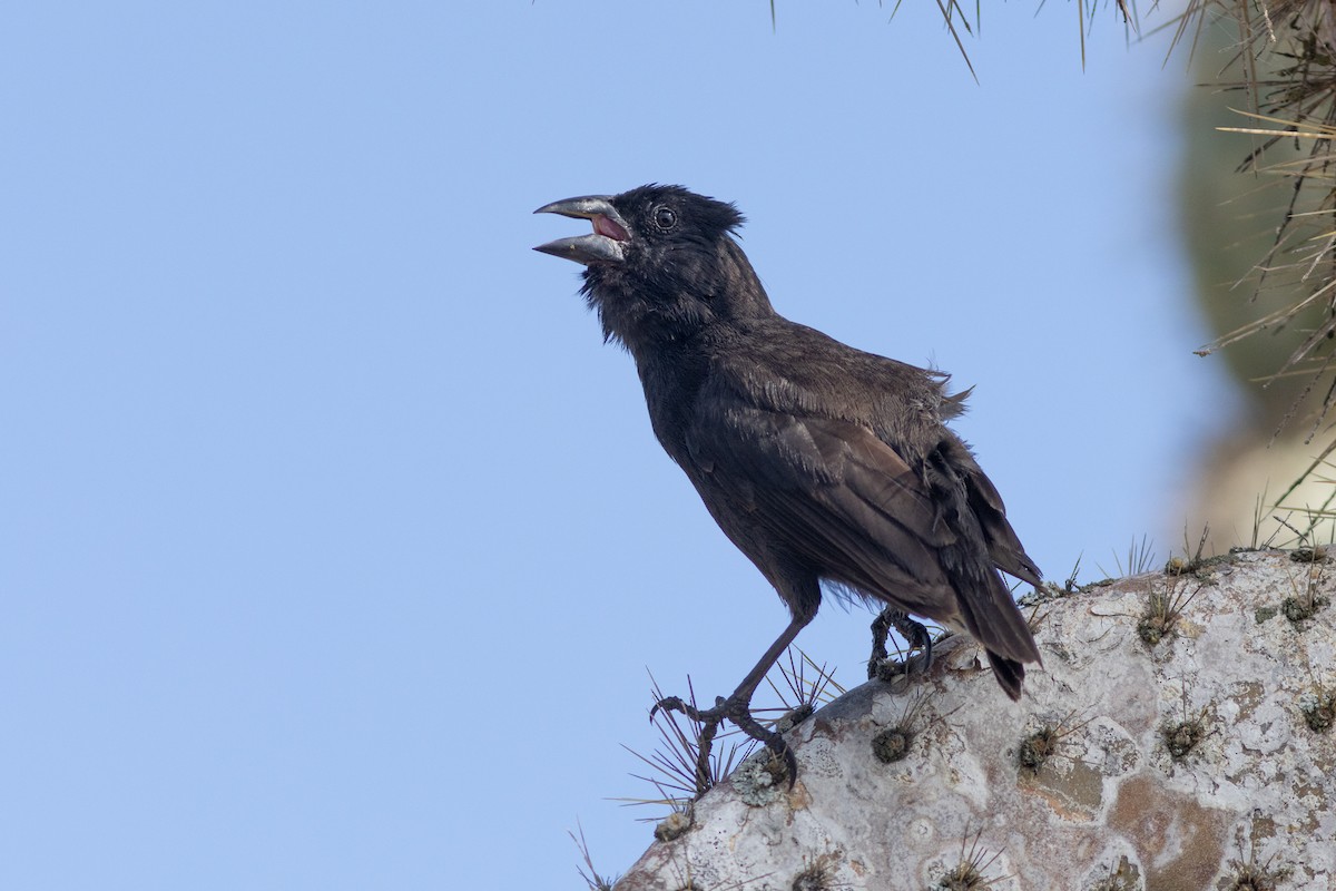 Common Cactus-Finch - ML617152511