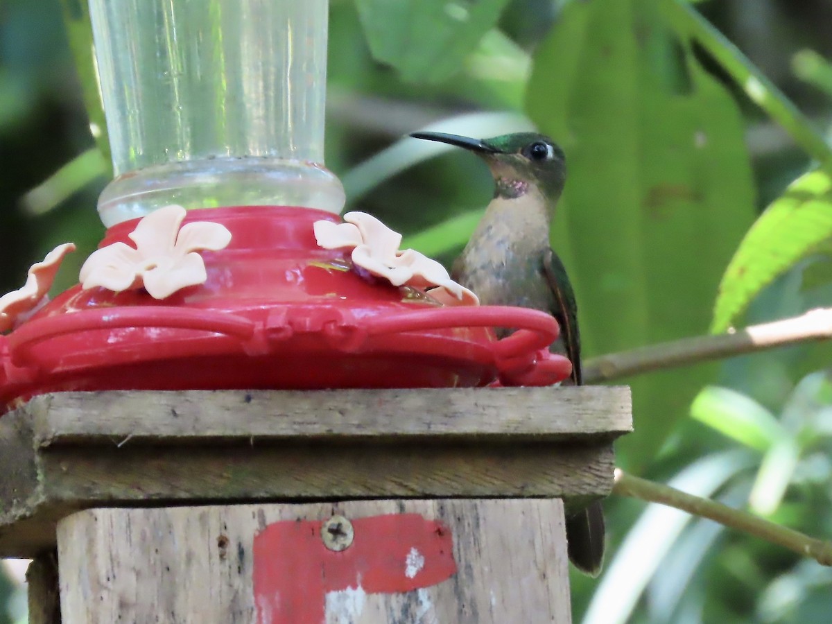 Fawn-breasted Brilliant - ML617152566