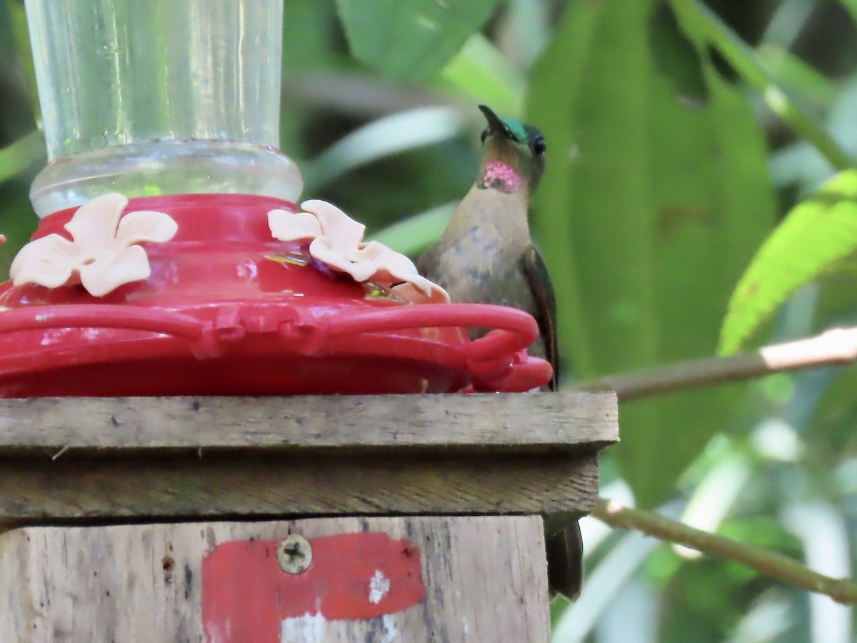 Fawn-breasted Brilliant - ML617152567