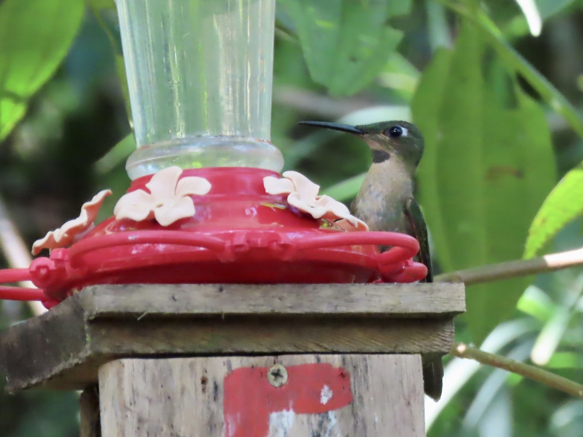 Fawn-breasted Brilliant - Marjorie Watson