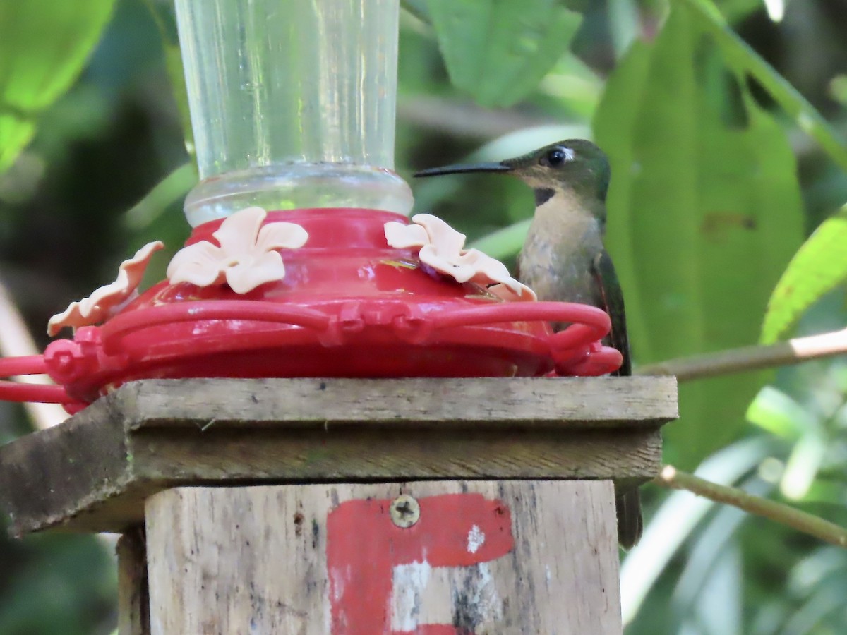 Fawn-breasted Brilliant - Marjorie Watson