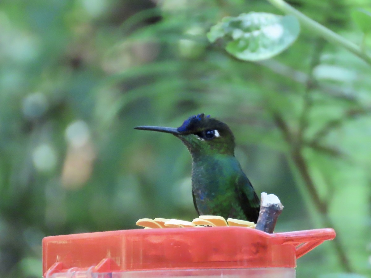 Violet-fronted Brilliant - ML617152600