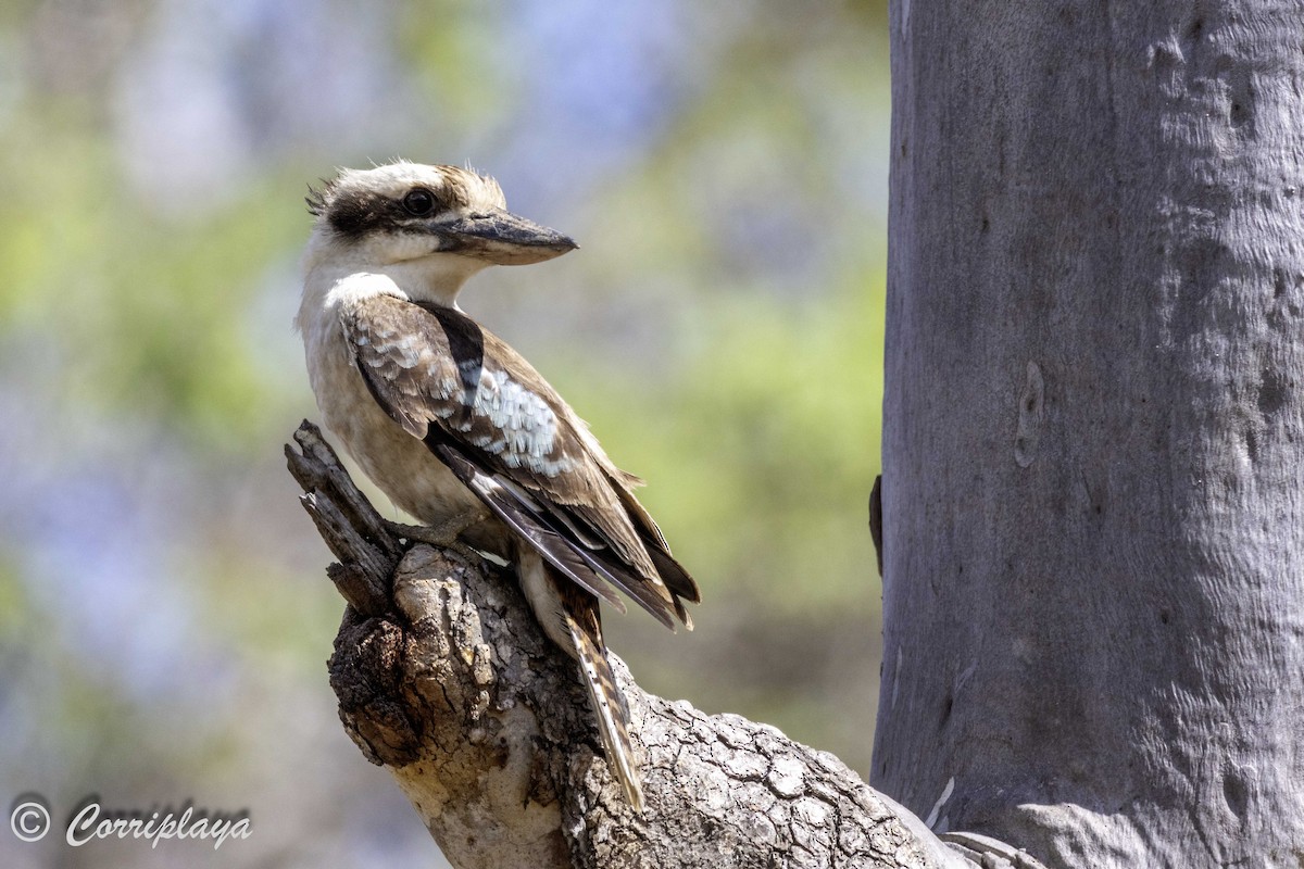 Laughing Kookaburra - Fernando del Valle