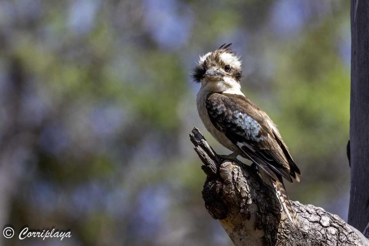 Laughing Kookaburra - Fernando del Valle