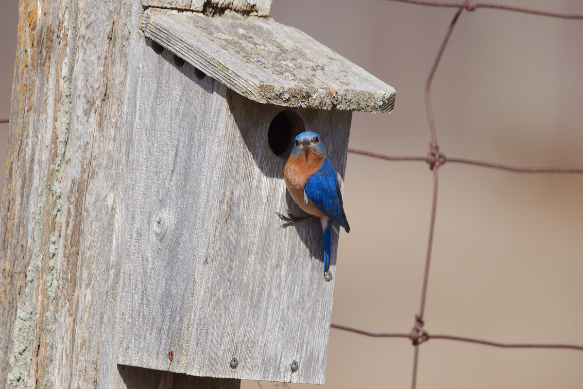 Eastern Bluebird - ML617152626