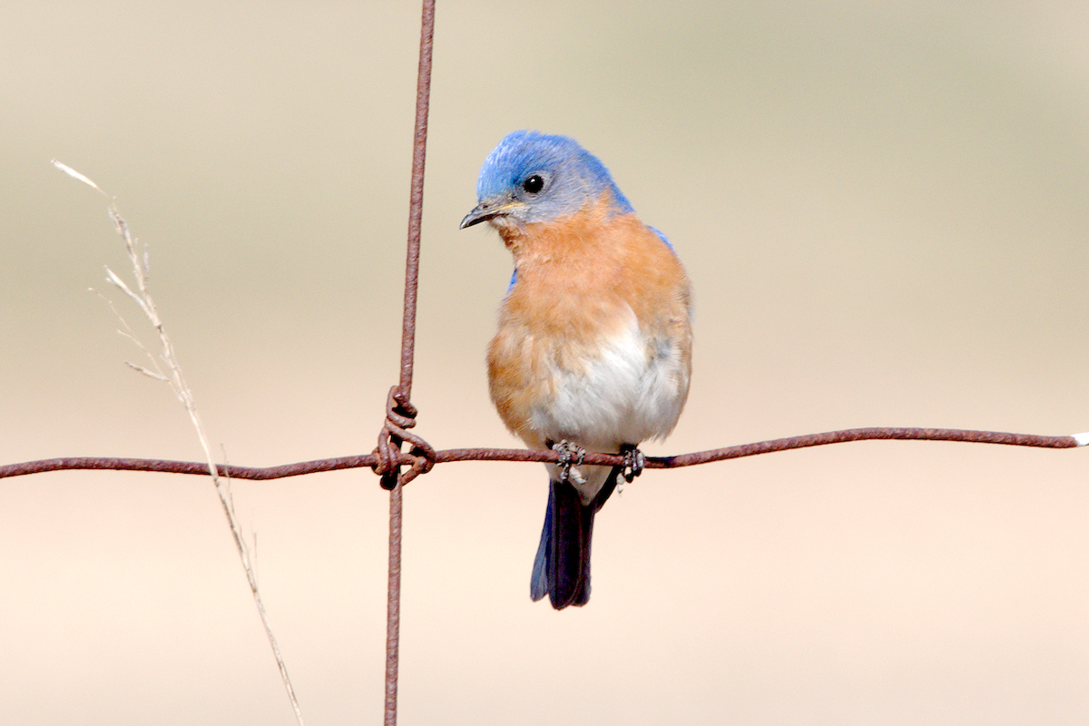 Eastern Bluebird - ML617152627